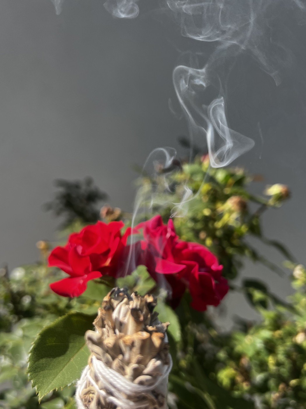 White sage bundle smoking beside fresh roses